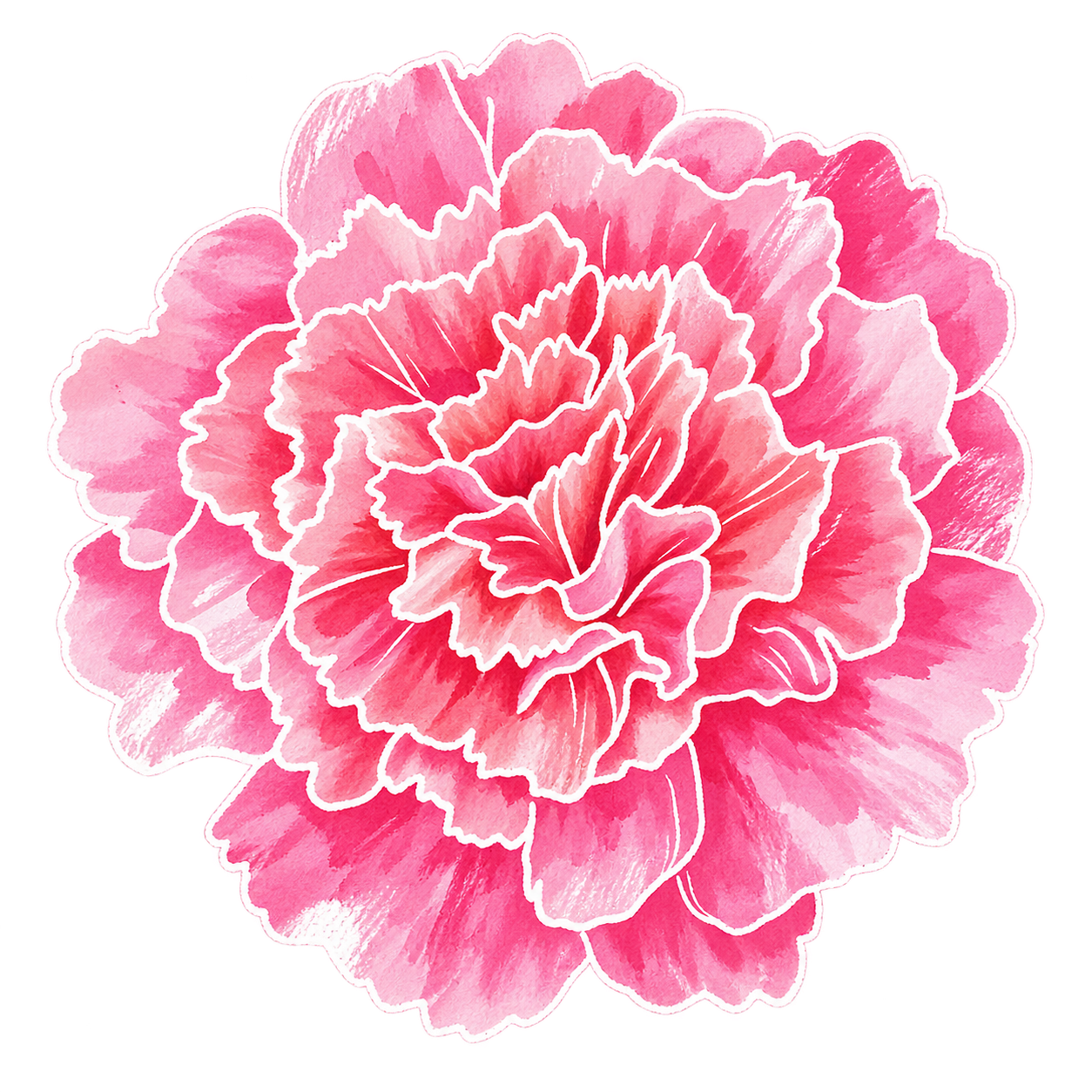 carnation — hand-drawn watercolour illustration