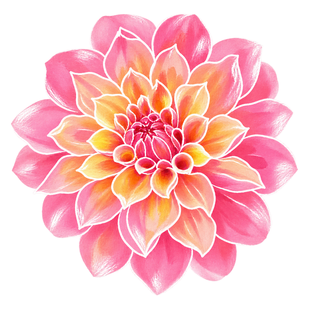 dahlia — hand-drawn watercolour illustration