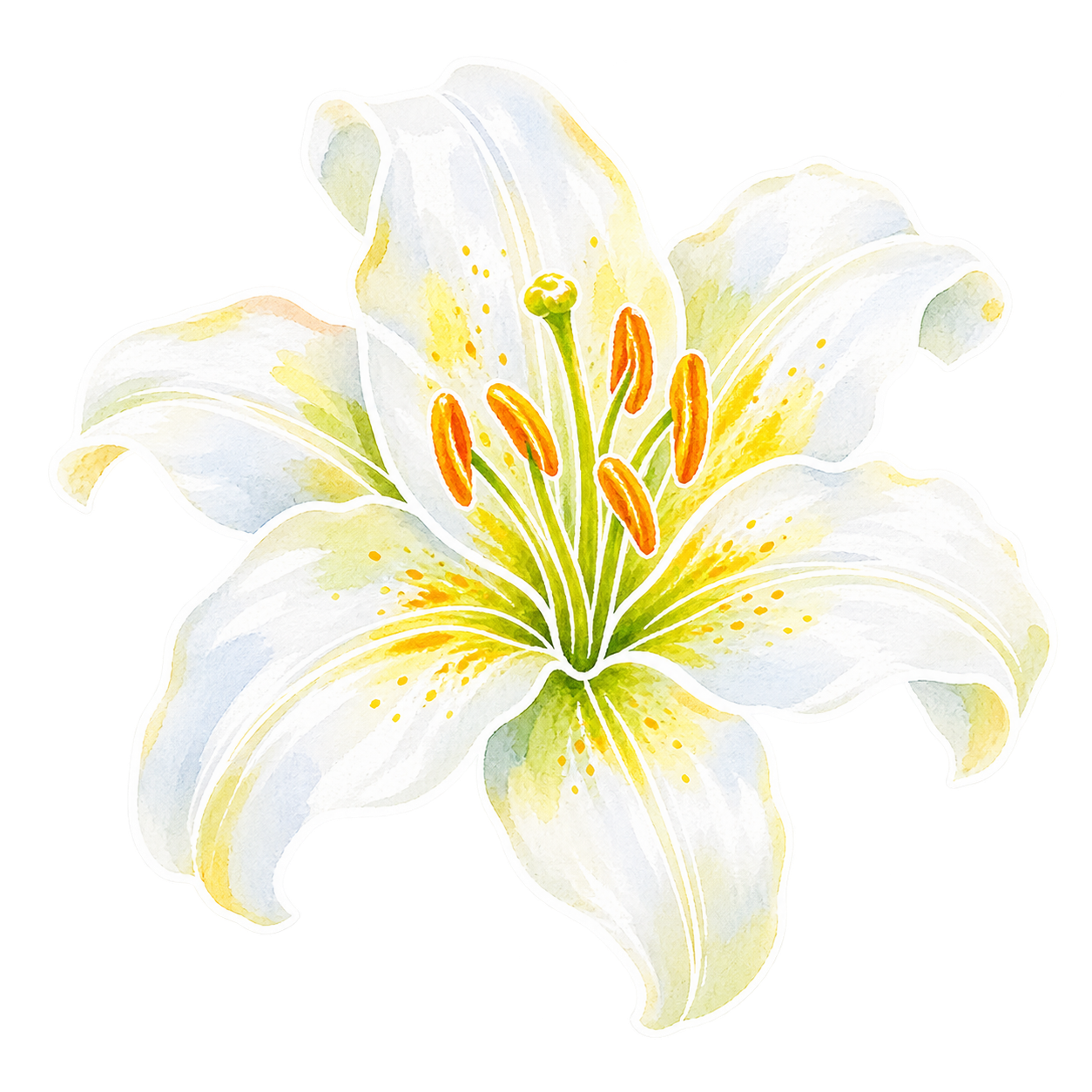 lily — hand-drawn watercolour illustration