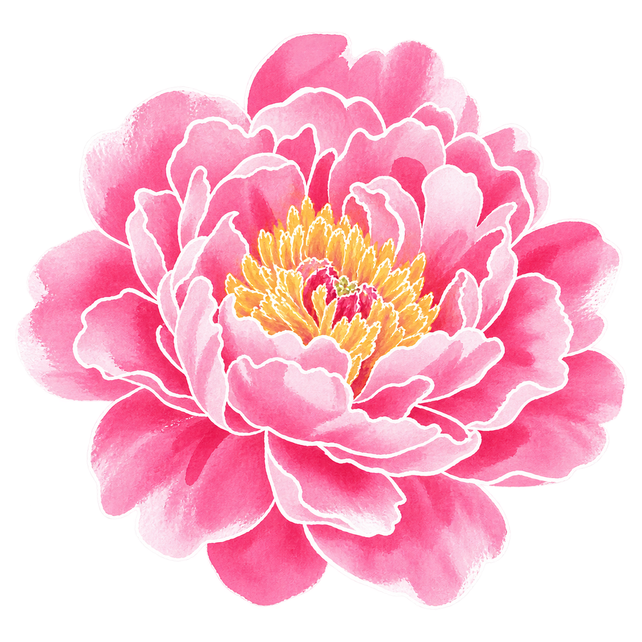 peony — hand-drawn watercolour illustration