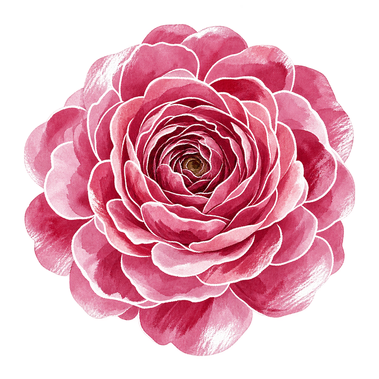 ranunculus illustration