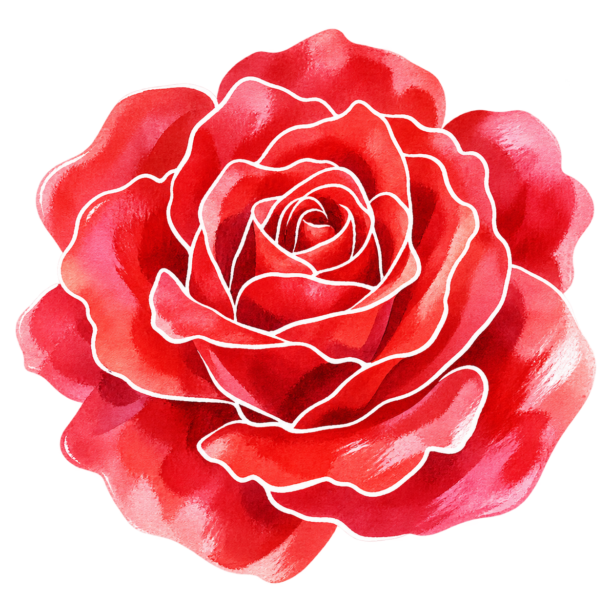 rose — hand-drawn watercolour illustration