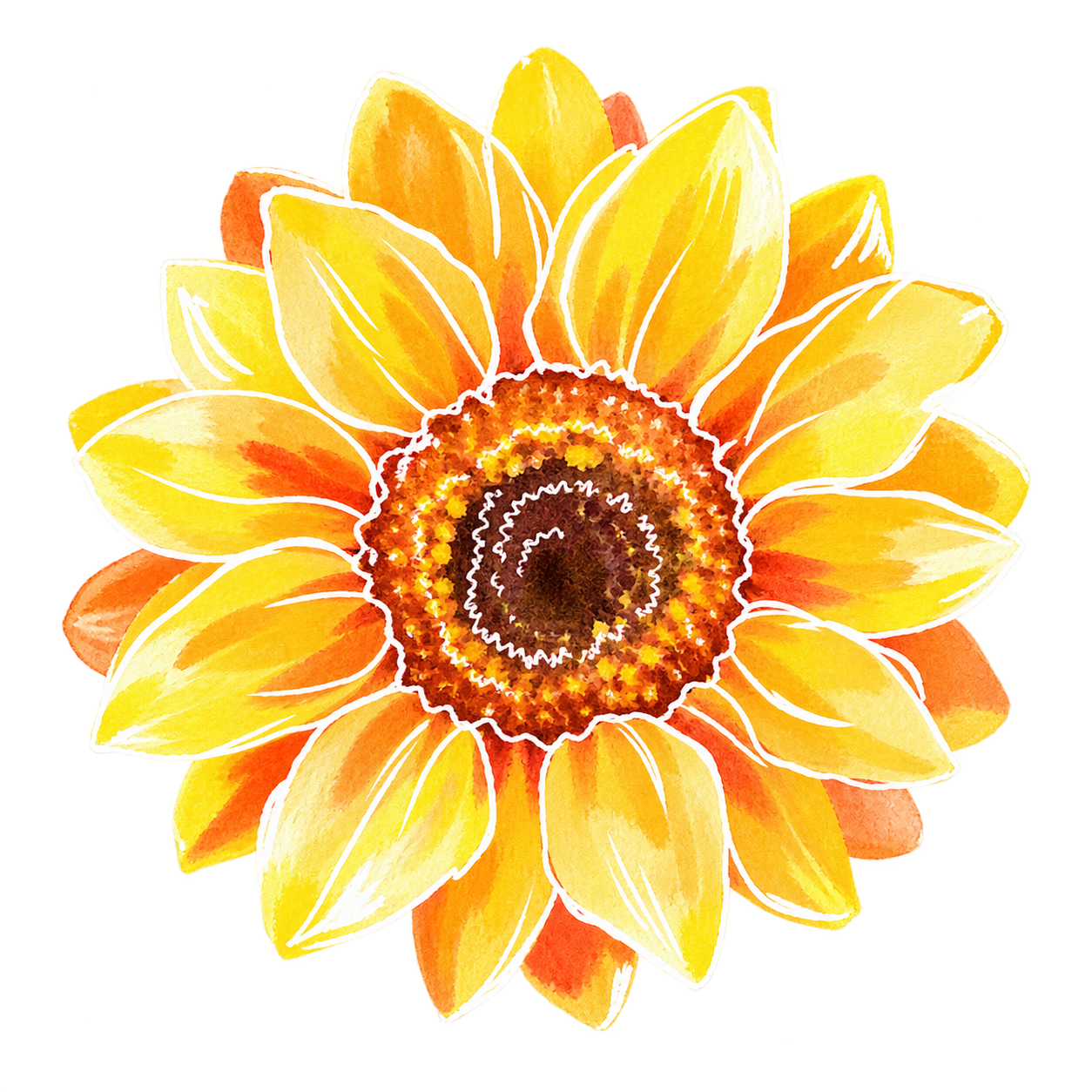 sunflower — hand-drawn watercolour illustration