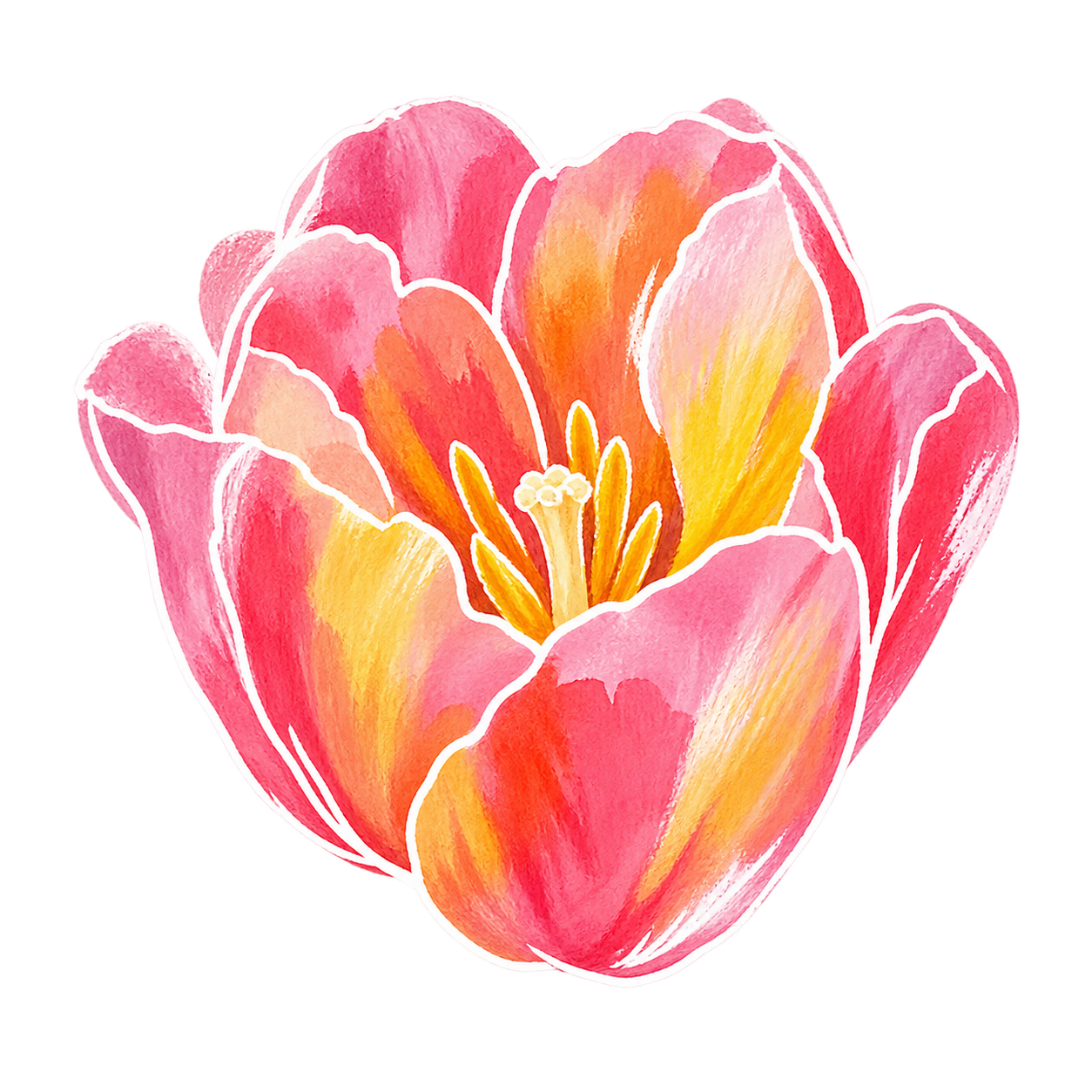 tulip — hand-drawn watercolour illustration