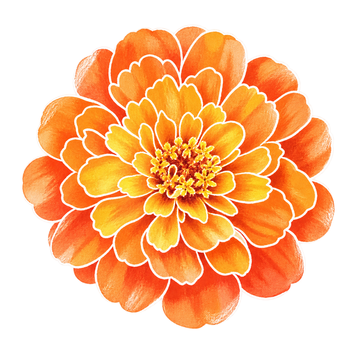 zinnia — hand-drawn watercolour illustration
